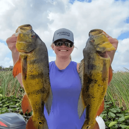 Everglades Bass And Peacock Bass In Plantation