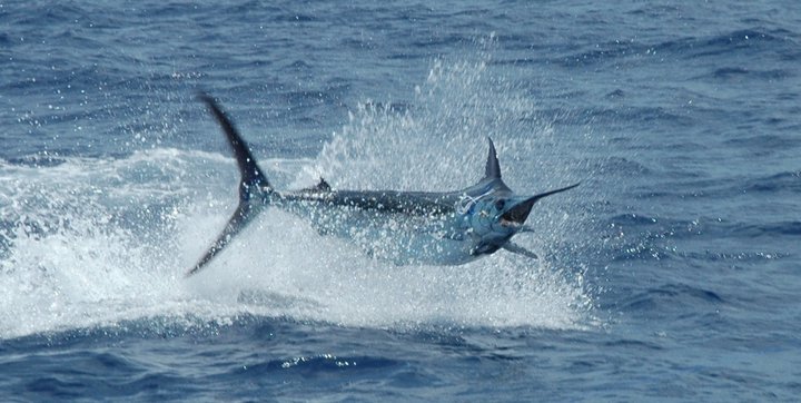 Day Or Night Swordfish Trip In Fort Lauderdale