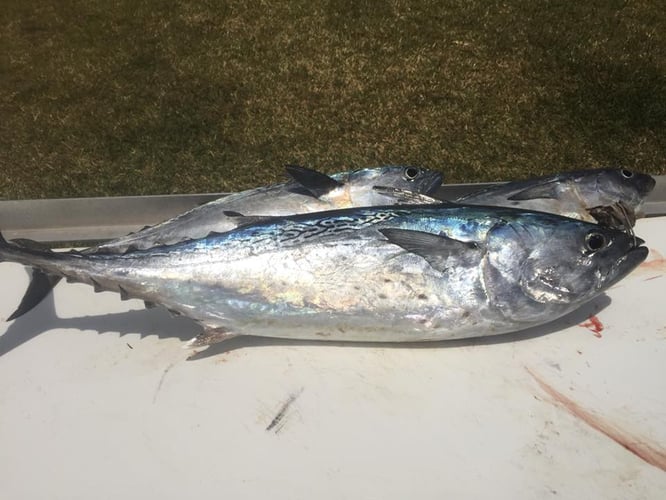 Fort Lauderdale Trolling Trip In Dania Beach