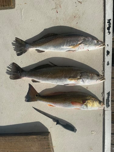 Family Fun Trips - 34' Competition in Galveston