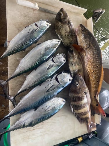 Family Fun Trips - 34' Competition in Galveston