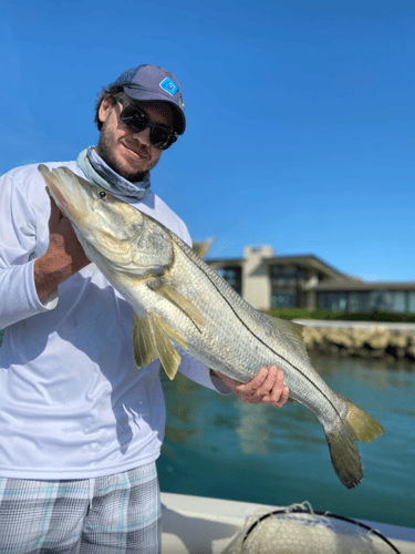 Tarpon Trips In Sarasota