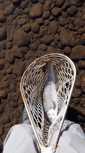 Women's Only Fly Fishing Trip in Littleton