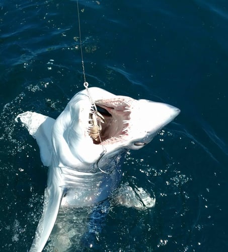 Half Day Shark Fishing - 50' Tom Fexas