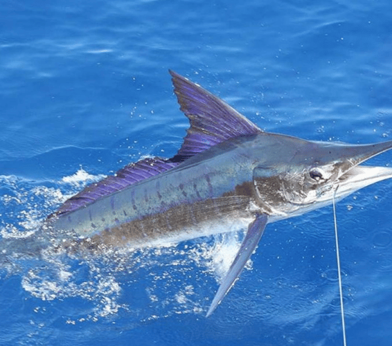 Cabo Offshore - 35’ Owen In Cabo San Lucas