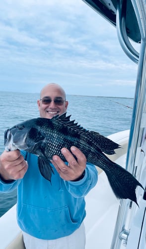 Cape Cod Black Seabass And More In Bourne