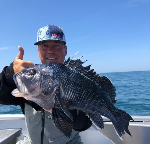 Cape Cod Black Seabass And More In Bourne