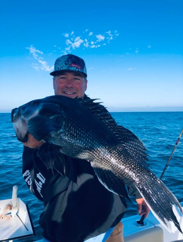 Cape Cod Black Seabass And More In Bourne