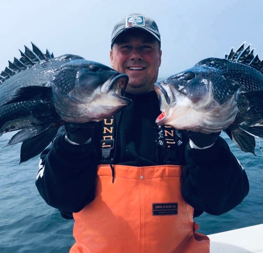 Cape Cod Black Seabass And More In Bourne