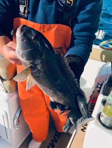 Cape Cod Black Seabass And More In Bourne