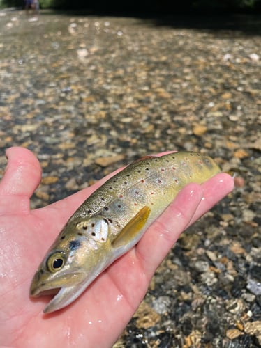 Epic Spanish Pyrenees Fly Fishing In Fiscal