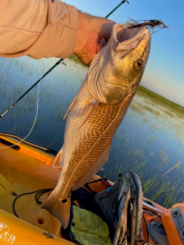 Kayak Fishing With Captain Troy In St. Augustine