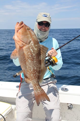 Seriously Huge Snapper And Grouper - 28' In Tierra Verde