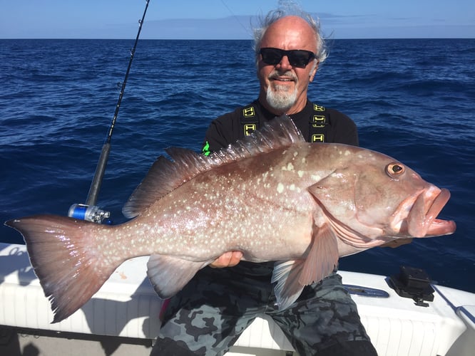 Seriously Huge Snapper And Grouper - 28' In Tierra Verde