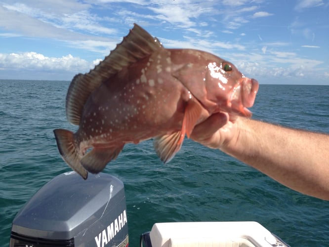 Seriously Huge Snapper And Grouper - 28' In Tierra Verde