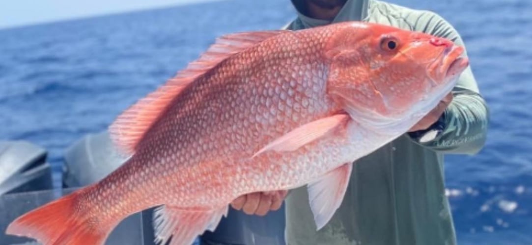 Fed Permitted "ARS" - American Red Snapper- 48’ In St. Petersburg