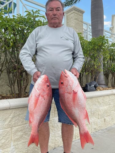 Fed Permitted "ARS" - American Red Snapper In St. Petersburg