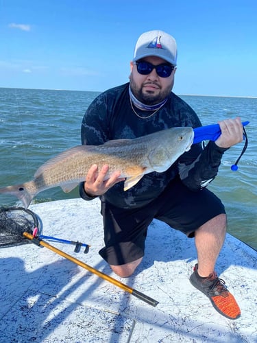 Redfish On Laguna Madre In South Padre Island