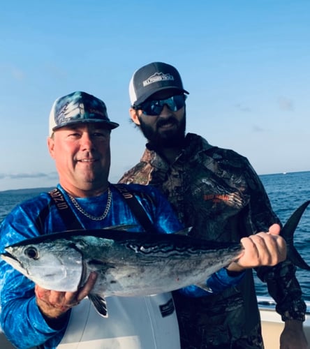 Albies, Bonito, and Spanish mackerel in Falmouth