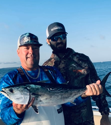 Albies, Bonito, Spanish Mackerel In Falmouth