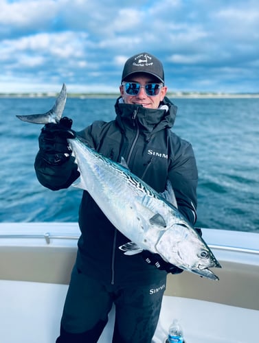 Albies, Bonito, and Spanish mackerel in Falmouth