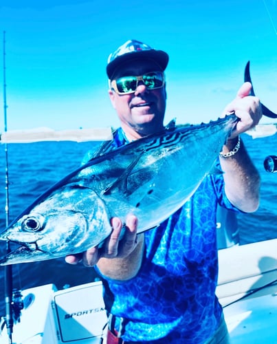Albies, Bonito, and Spanish mackerel in Falmouth
