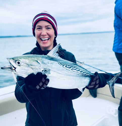 Albies, Bonito, and Spanish mackerel in Falmouth