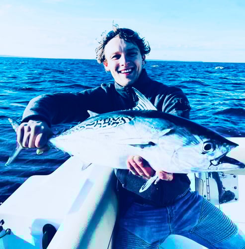 Albies, Bonito, and Spanish mackerel in Falmouth