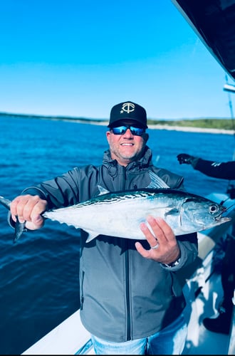 Albies, Bonito, and Spanish mackerel in Falmouth