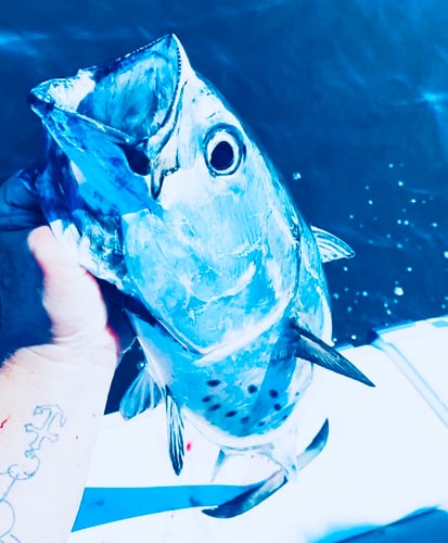 Albies, Bonito, and Spanish mackerel in Falmouth