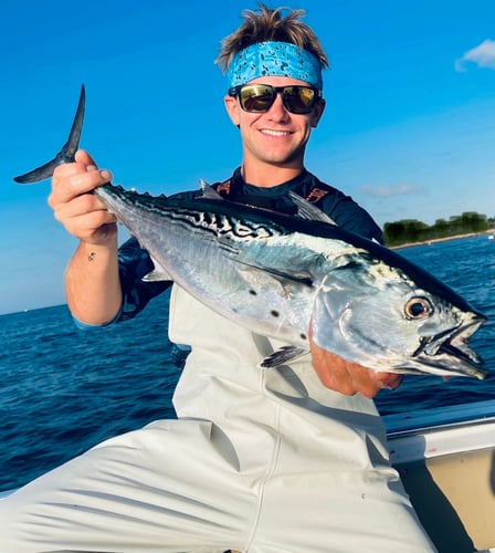 Albies, Bonito, and Spanish mackerel in Falmouth