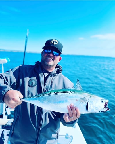 Albies, Bonito, and Spanish mackerel in Falmouth