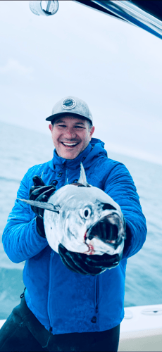 Albies, Bonito, and Spanish mackerel in Falmouth