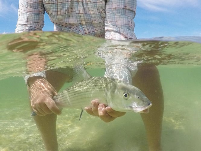 Key West On Light Tackle & Flies In Key West