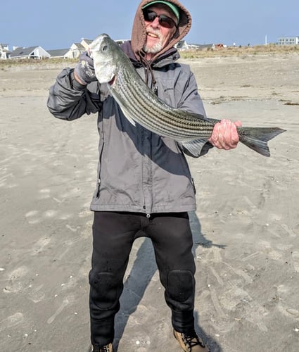 Screaming Drag Surf Fishing In Stone Harbor