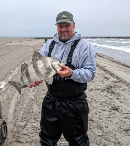 Screaming Drag Surf Fishing In Stone Harbor