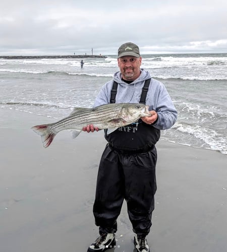 Screaming Drag Surf Fishing In Stone Harbor