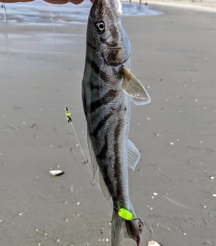 Screaming Drag Surf Fishing In Stone Harbor