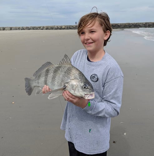 Screaming Drag Surf Fishing In Stone Harbor