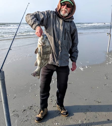 Screaming Drag Surf Fishing In Stone Harbor