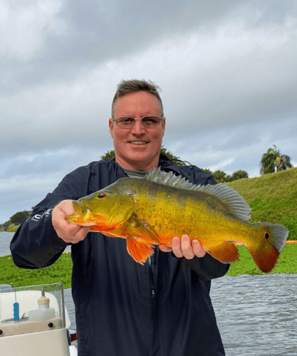 Urban Fishing for Peacock Bass and other Exotics
