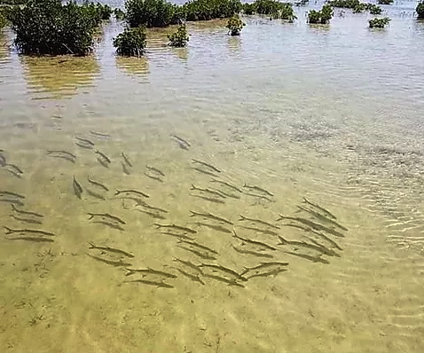 Cancun on the Fly in Cancún