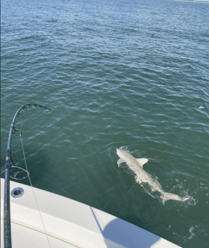 Tarpon And Shark Action In Jacksonville