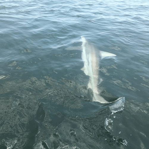 Tarpon and Shark Action in Jacksonville