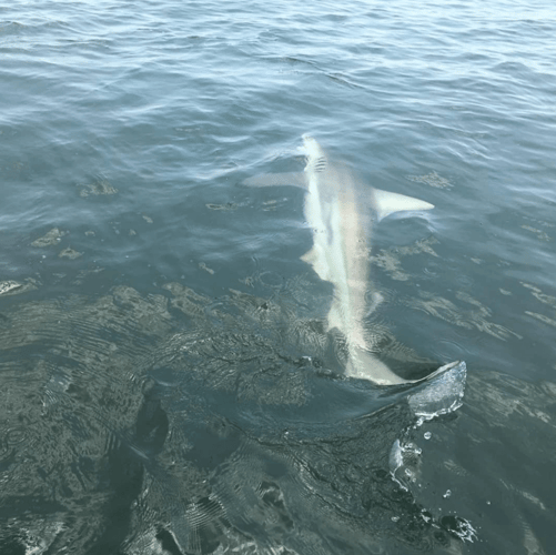 Tarpon And Shark Action In Jacksonville