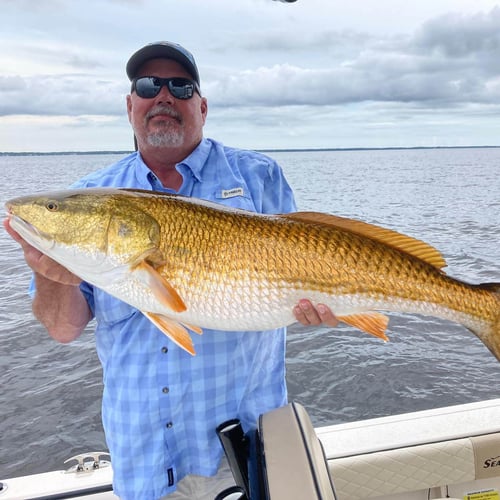 Pamlico Sound Bull Reds In Oriental