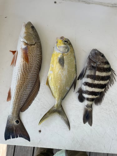 Everglades Slam (US Vet) In Chokoloskee