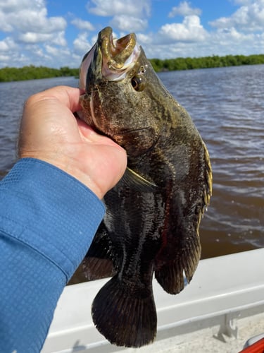 Everglades Slam (US Vet) In Chokoloskee