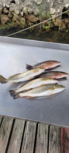 Inshore/Nearshore Trip In Crystal River