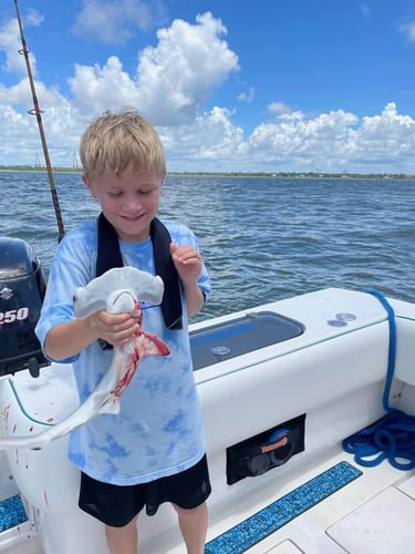 Sharks/Redfish In Charleston Harbor In Mount Pleasant